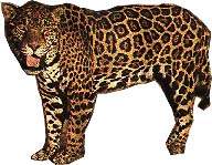 Julian's leopard image scanned into the computer