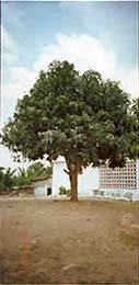 Mango tree