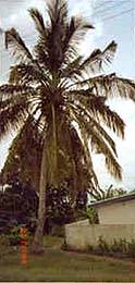 Coconut tree