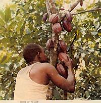 The Cocoa tree