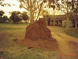 The Cocoa tree
